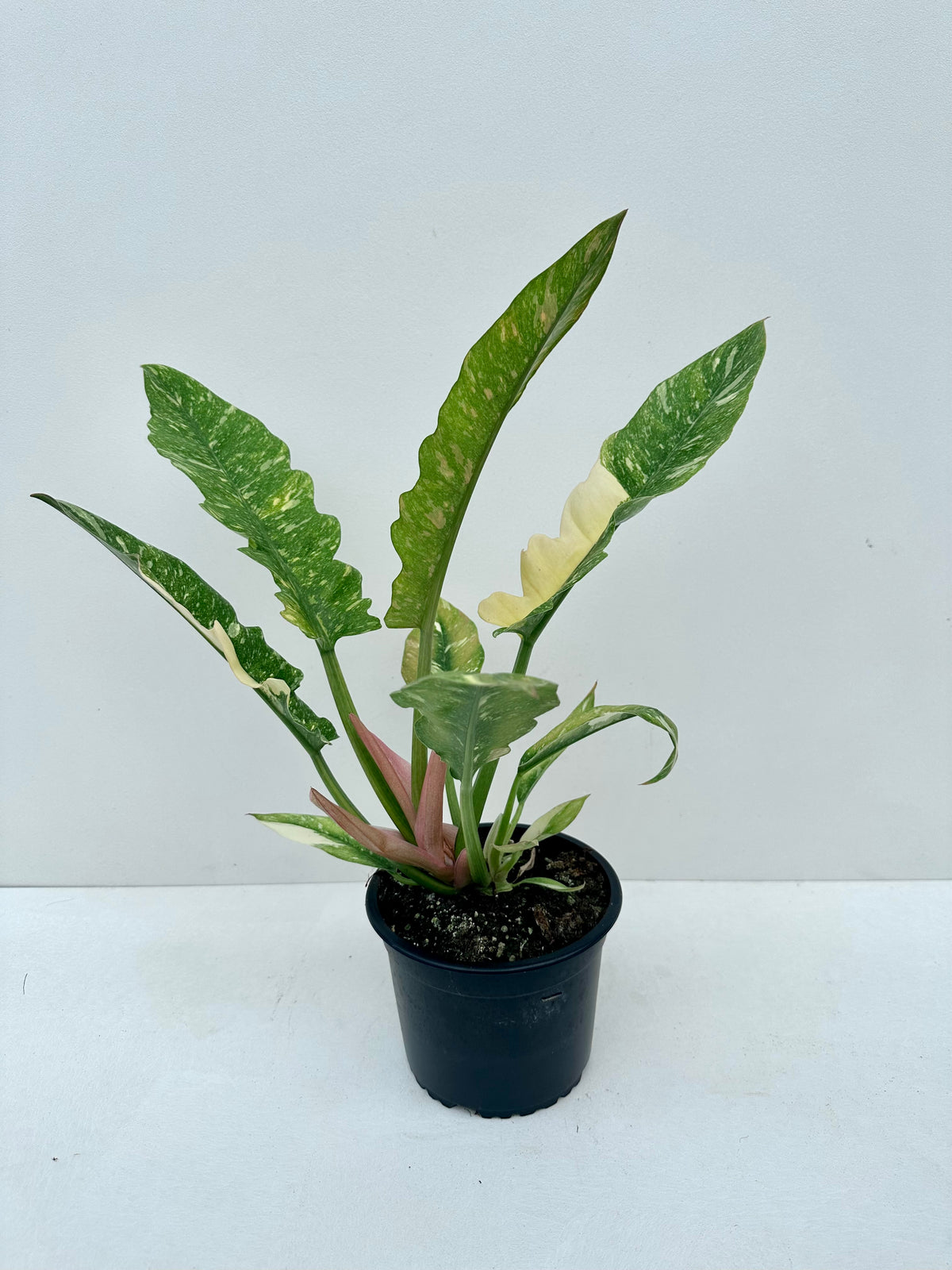 Philodendron Ring of Fire 14cm - Urban Lush NZ