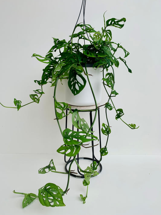 Monstera Swiss Cheese Vine 17cm - Urban Lush NZ