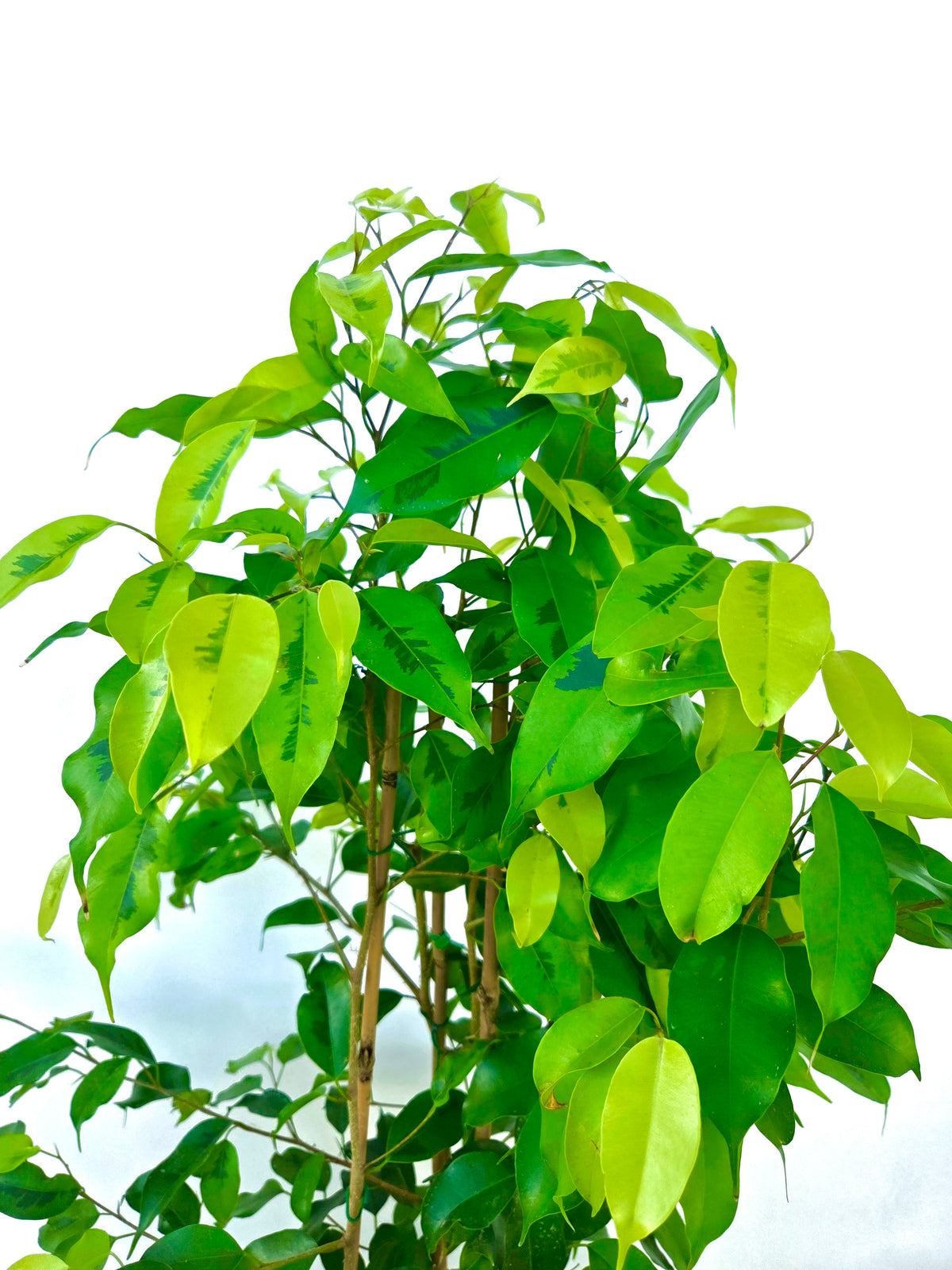 Ficus Reginald 25CM