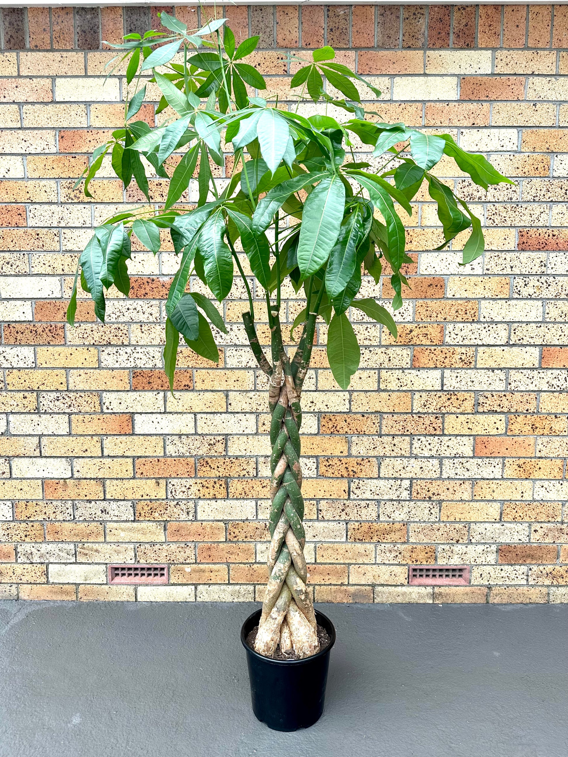 Pachira Braided (Money Tree) Large 8L - Urban Lush NZ