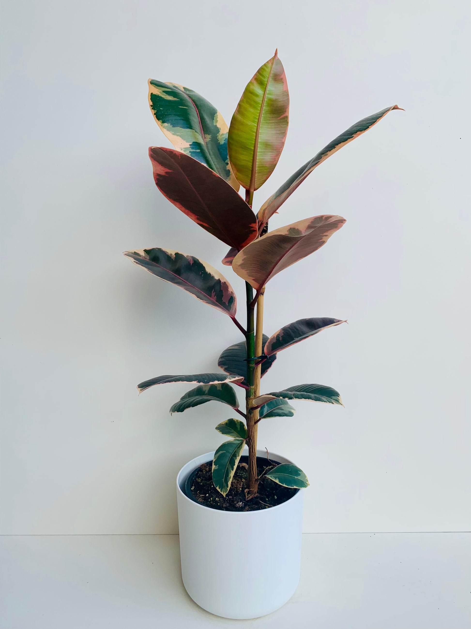 Ficus Ruby 2.5L - Urban Lush NZ