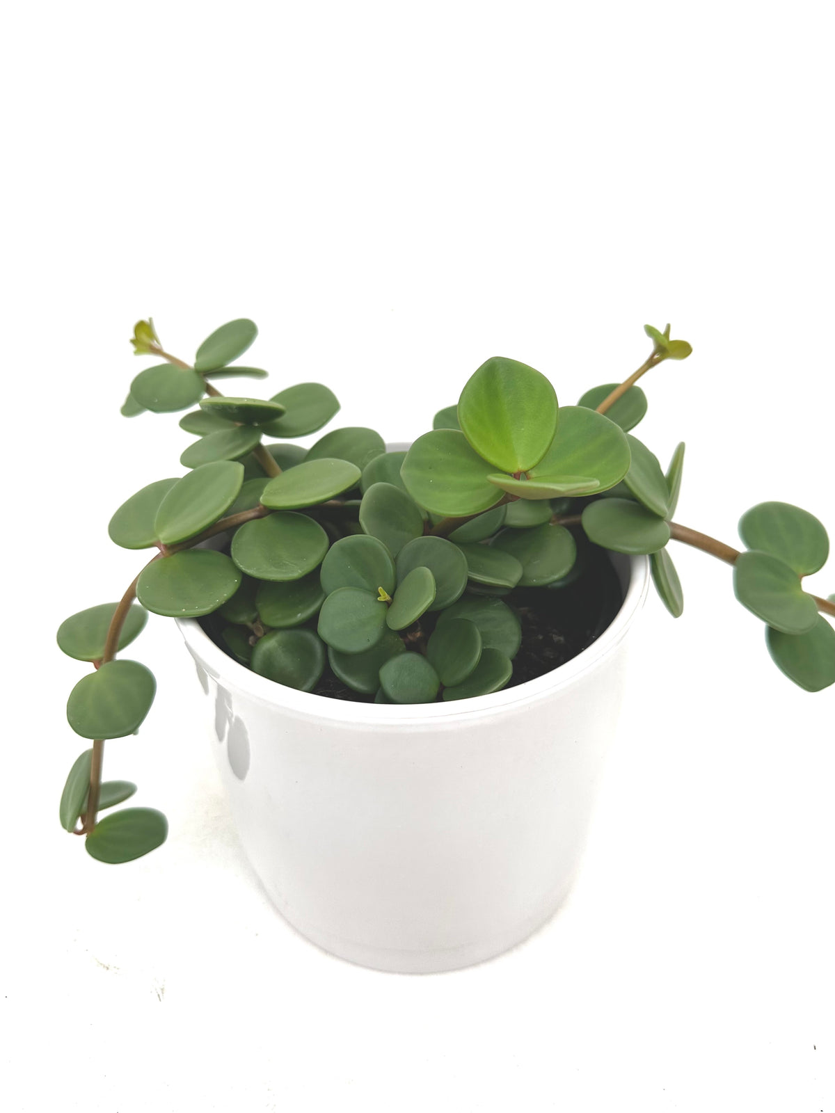 Peperomia Hope 14CM