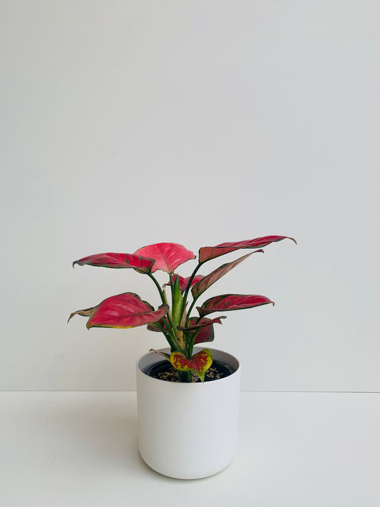 Aglaenoma Red Valentine 12CM - Urban Lush NZ
