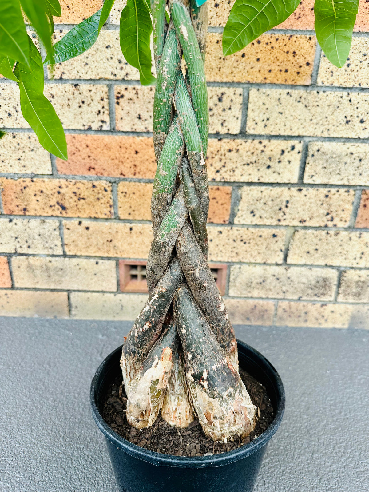 Pachira Braided (Money Tree) Large 8L