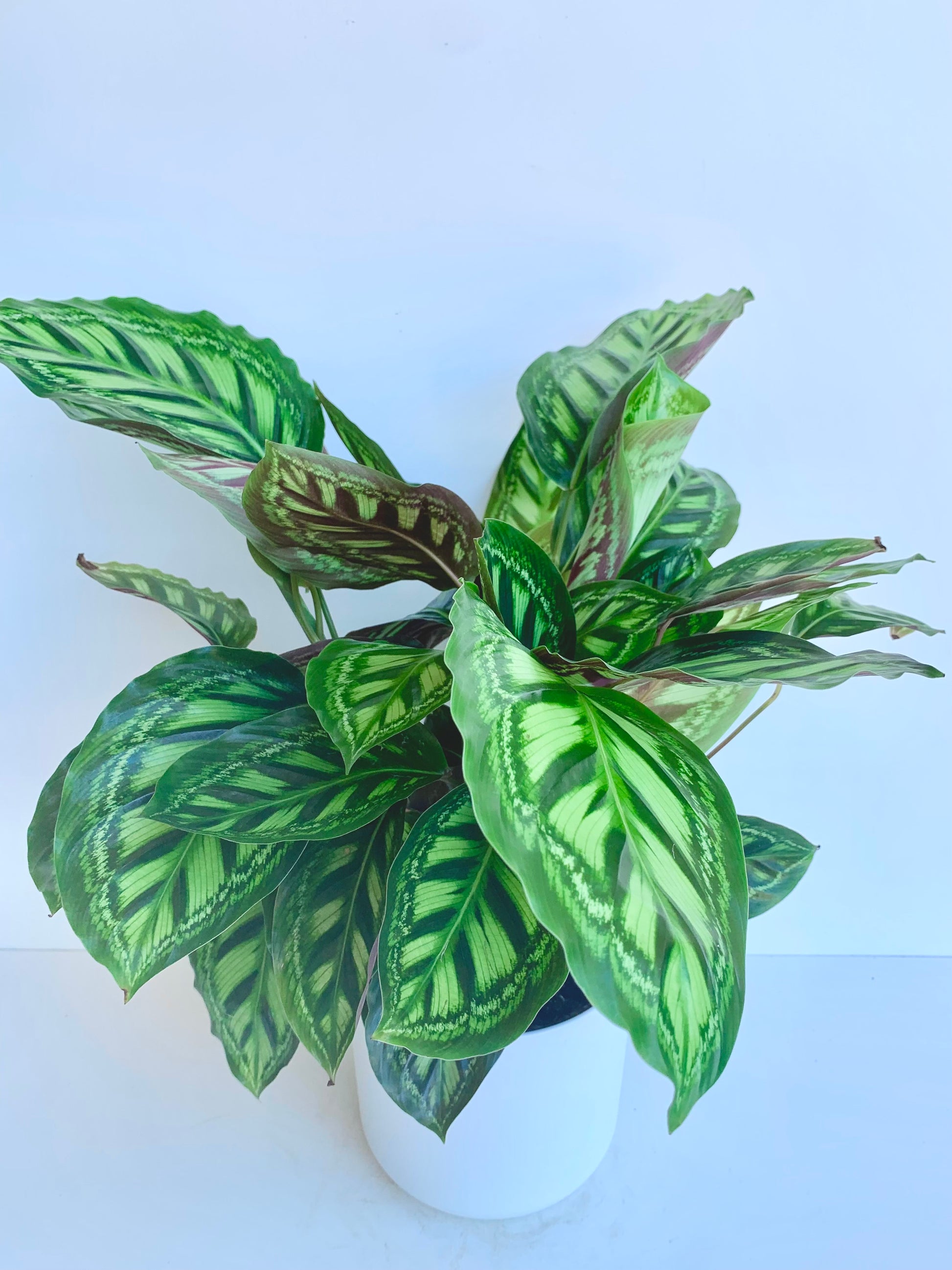 Calathea Flamestar 17cm - Urban Lush NZ