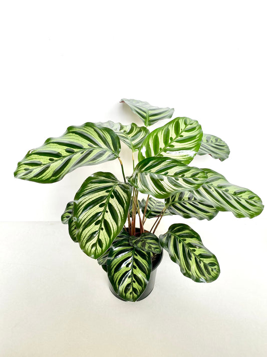 Calathea Makoyana 14CM - Urban Lush NZ