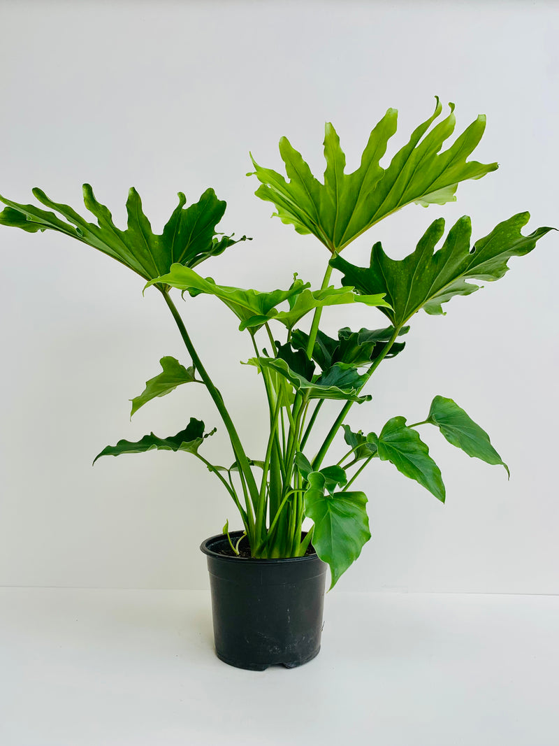 Philodendron Hope (Philodendron Selloum) 14cm - Urban Lush NZ