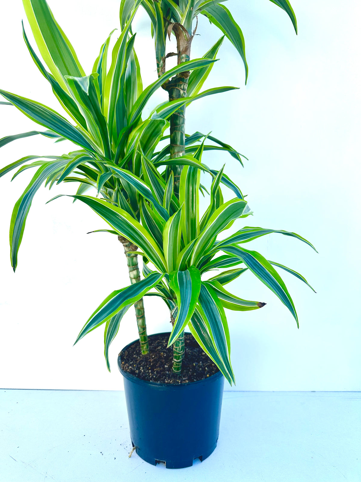 Dracaena Green Stripe Tripple Planted 4.5L