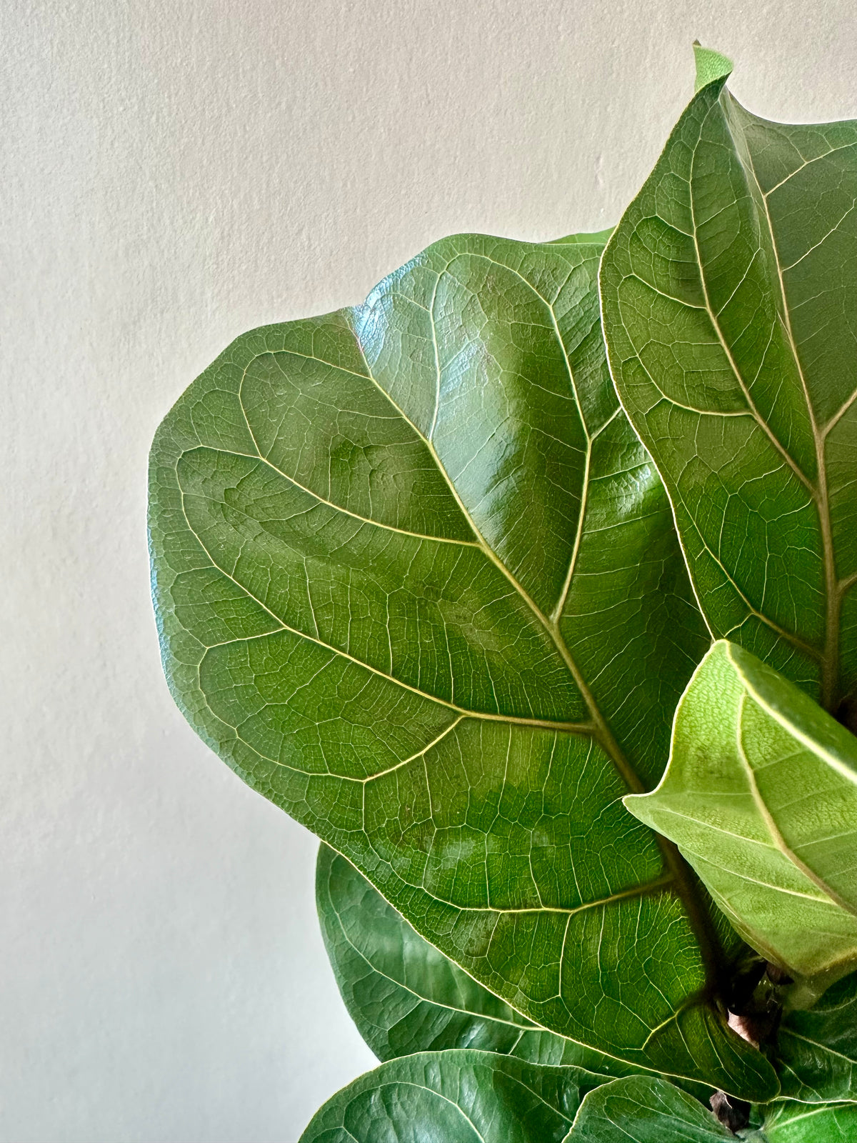 Fiddle Leaf Fig - Ficus Lyrata (Bambino) 17cm