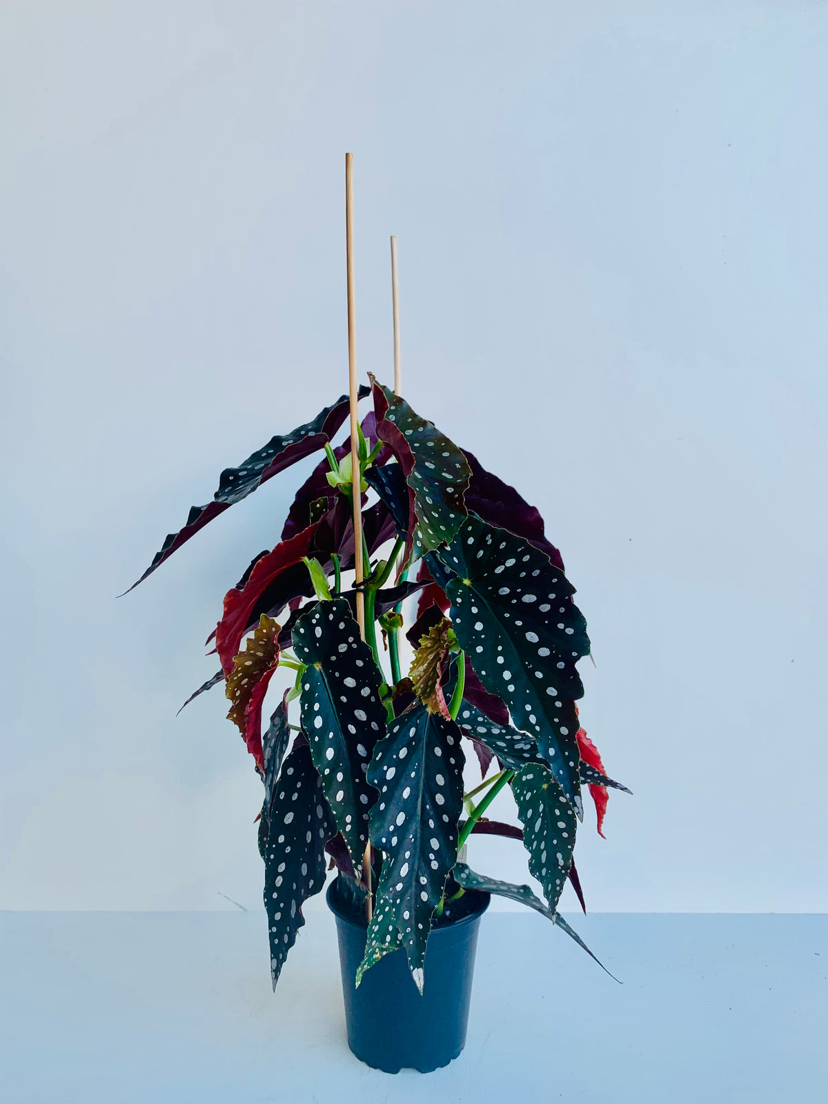 Begonia Maculata 12CM