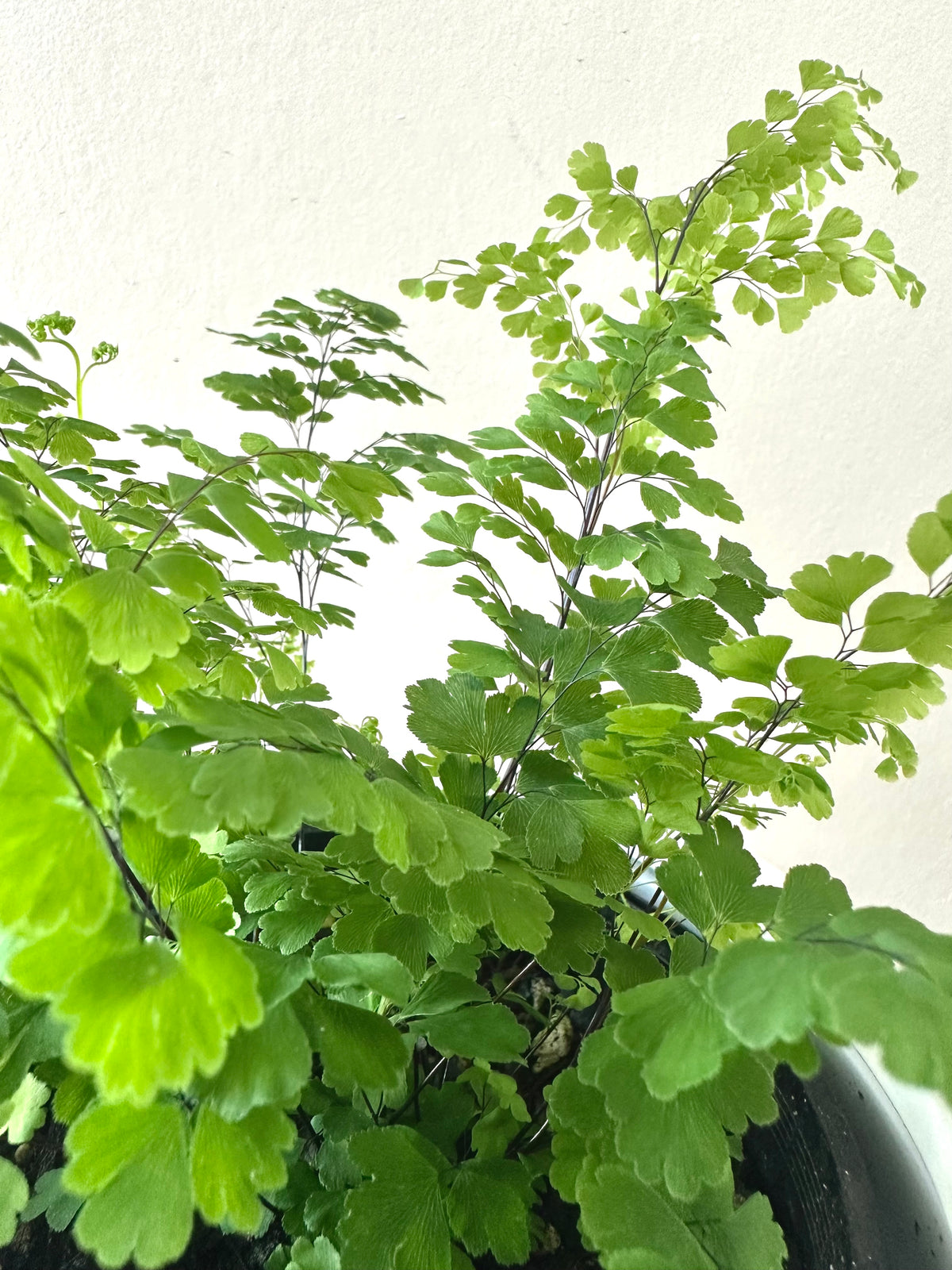 Adiantum Ocean Spray 12CM