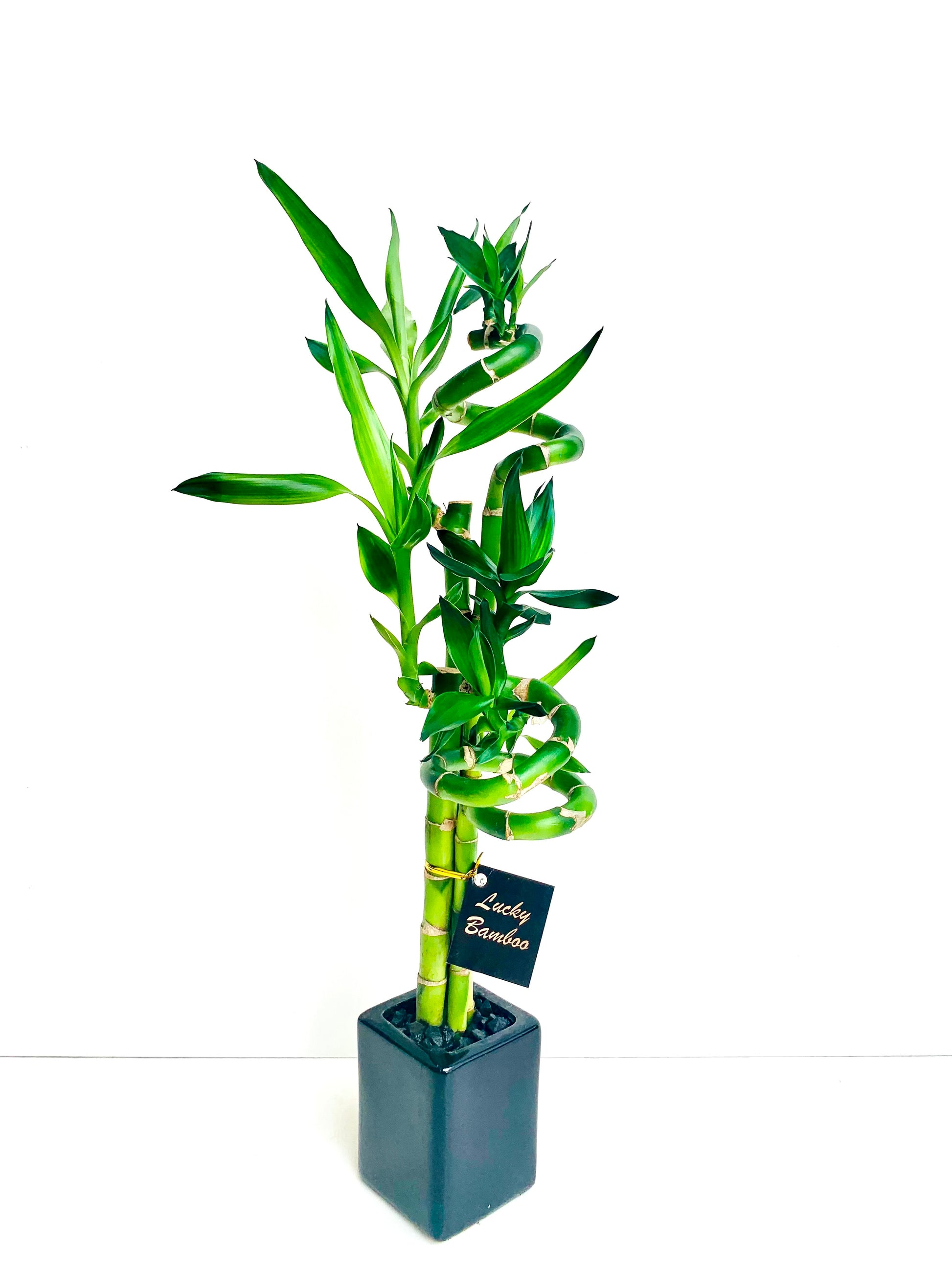 Lucky Bamboo Small - Urban Lush NZ