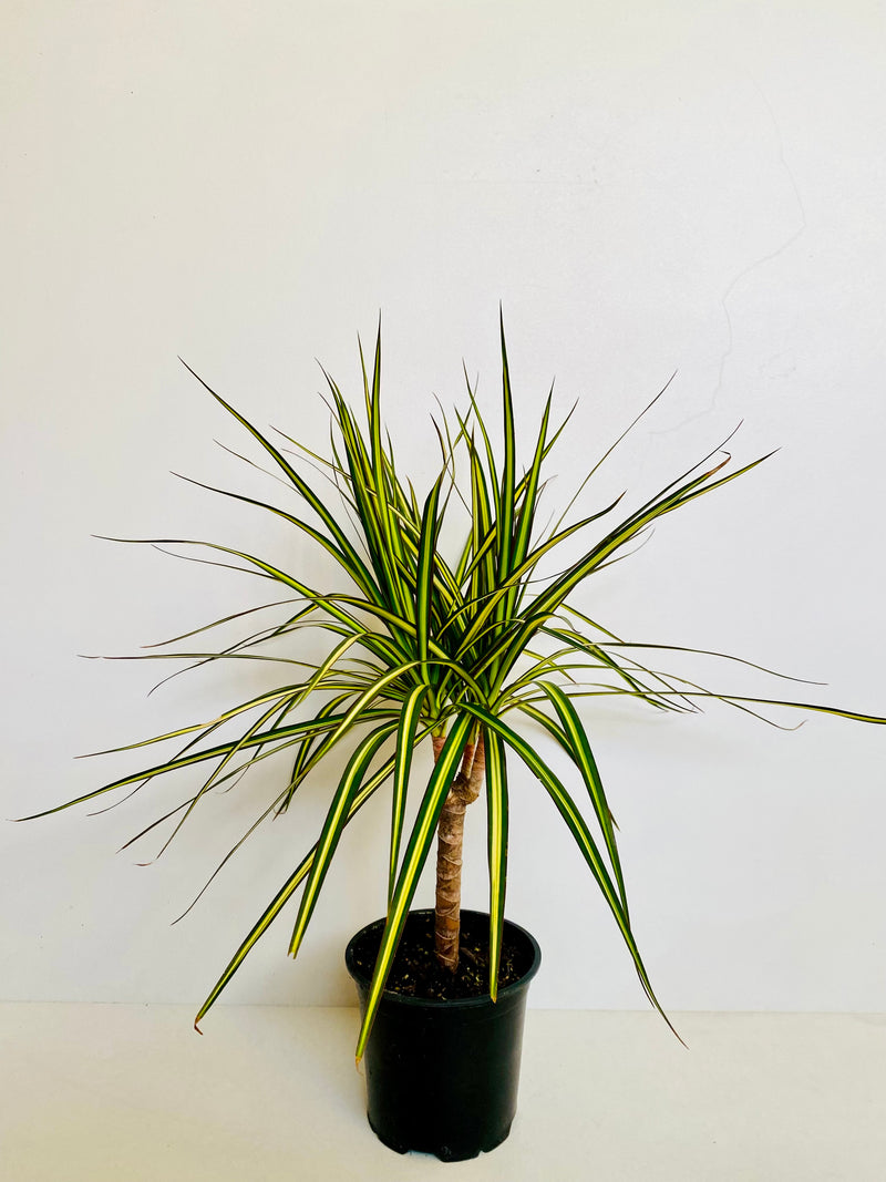 Dracaena Marginata ‘Gold Stripe’ 14cm - Urban Lush NZ