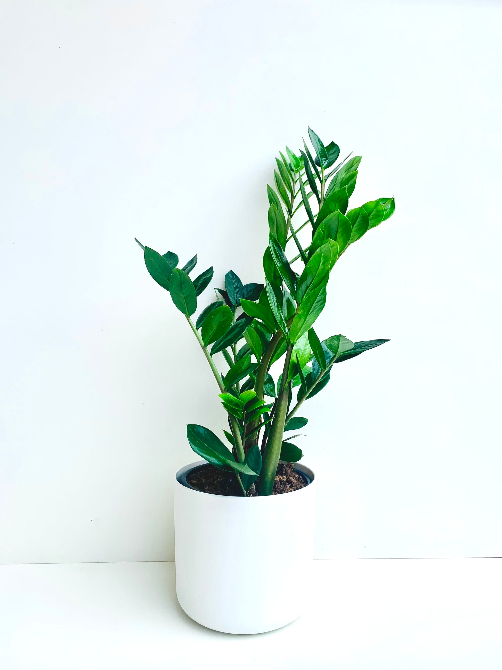 buy zz plant nz Green ZZ Plant | Zamioculcas Zamiifolia 18CM