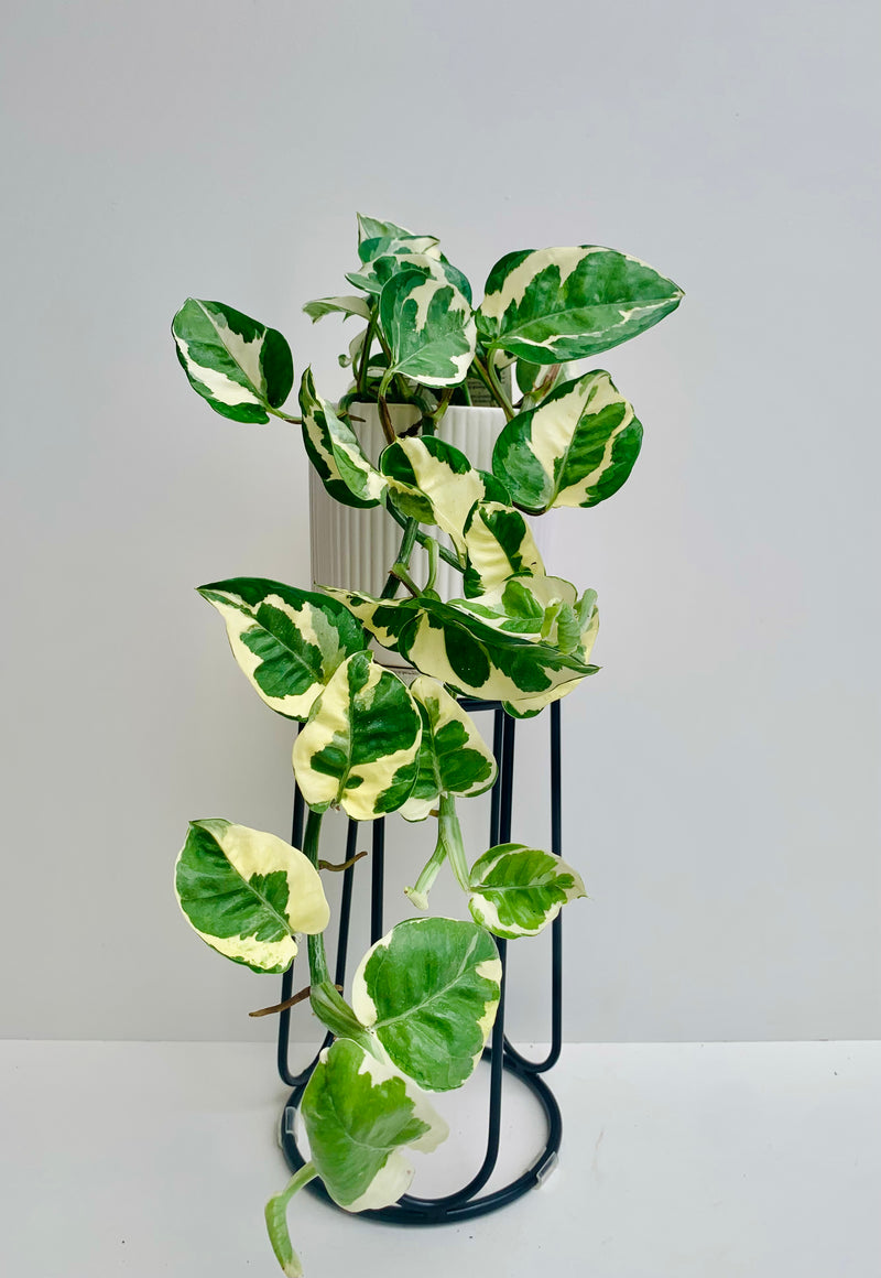 Epipremnum Aureum N’Joy 12cm - Urban Lush NZ