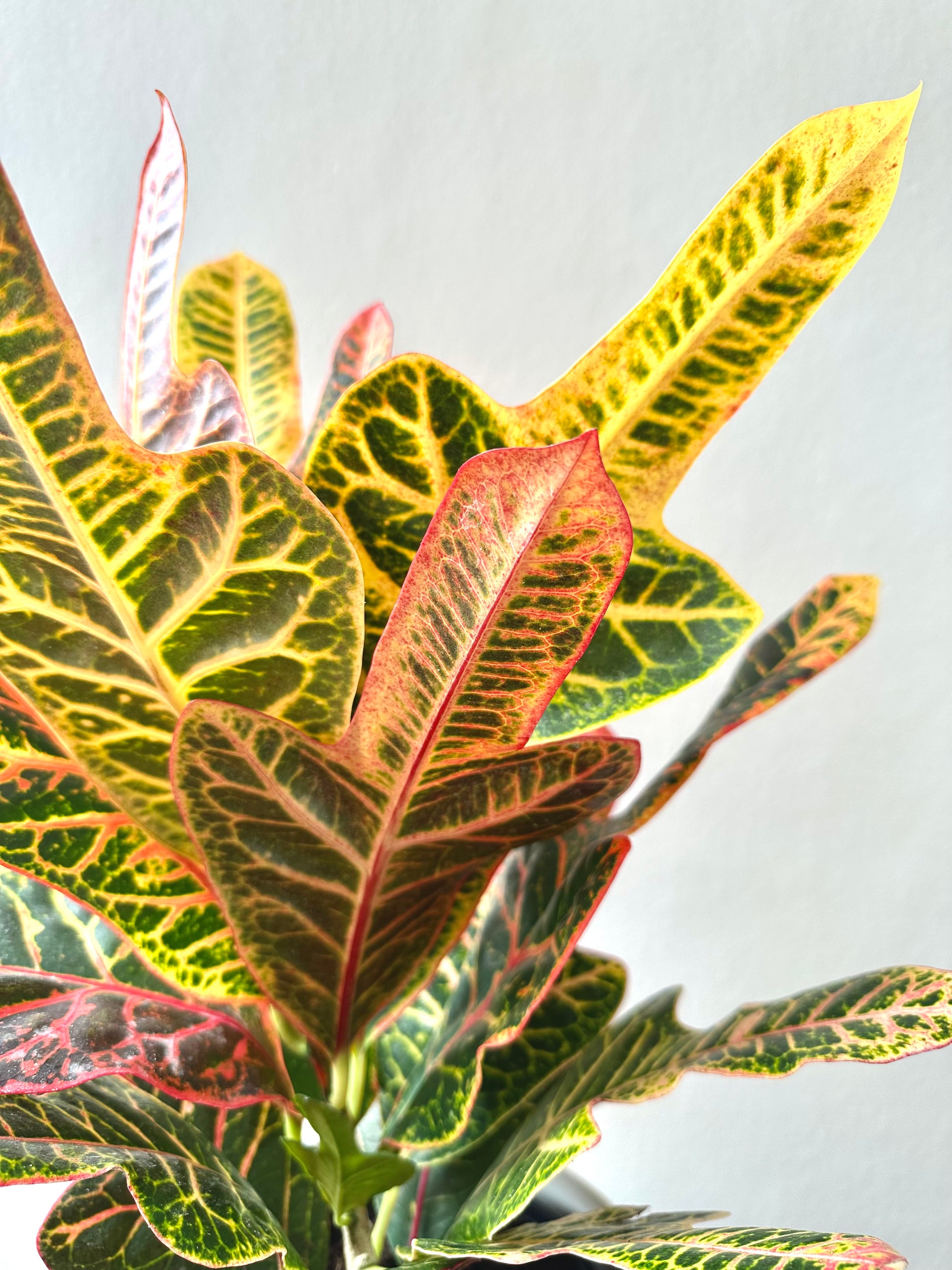 Croton Excellent 17cm - Urban Lush NZ