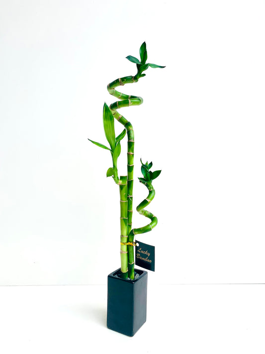 Lucky Bamboo Double - Urban Lush NZ