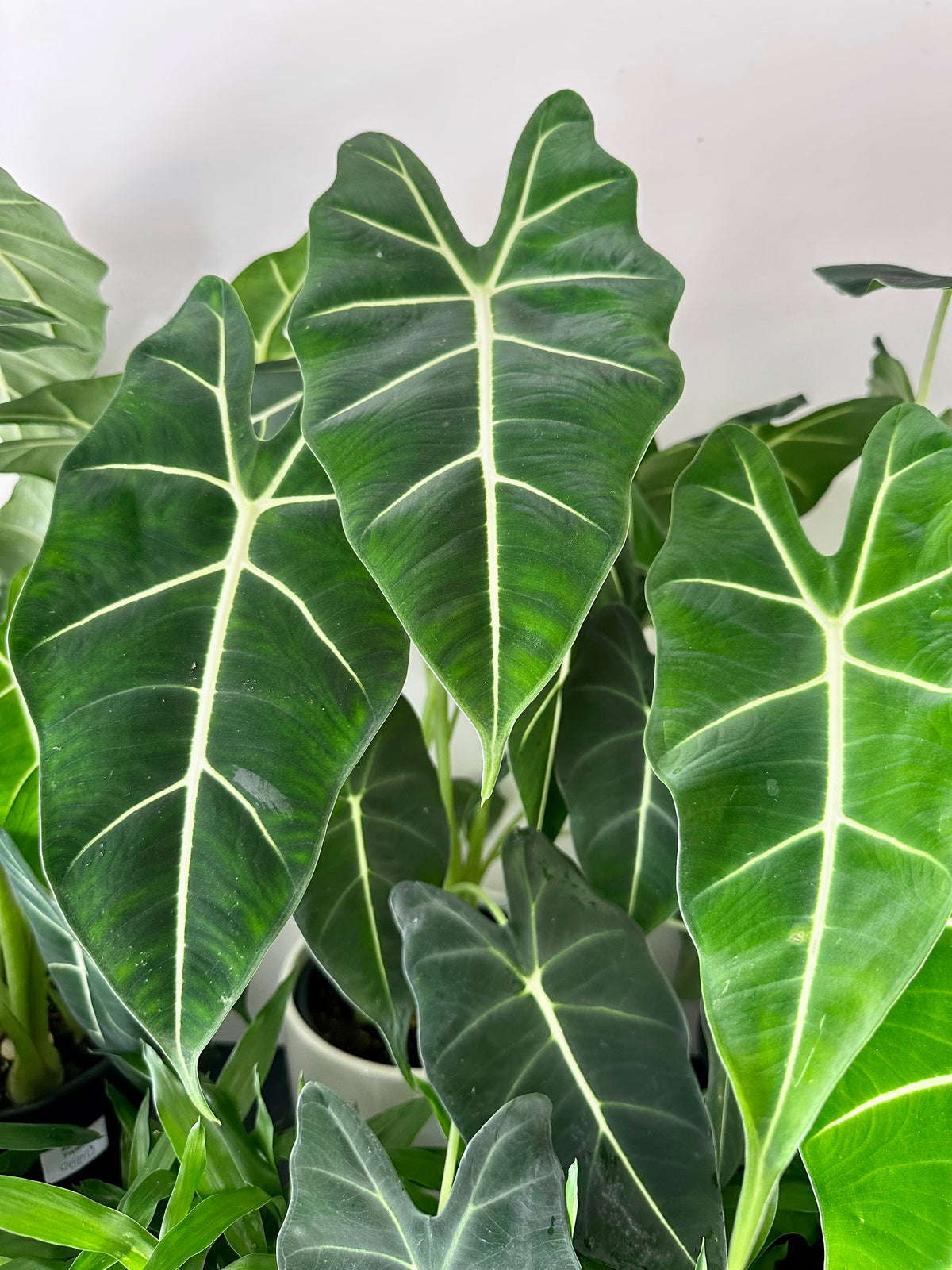 Alocasia Frydek 17cm