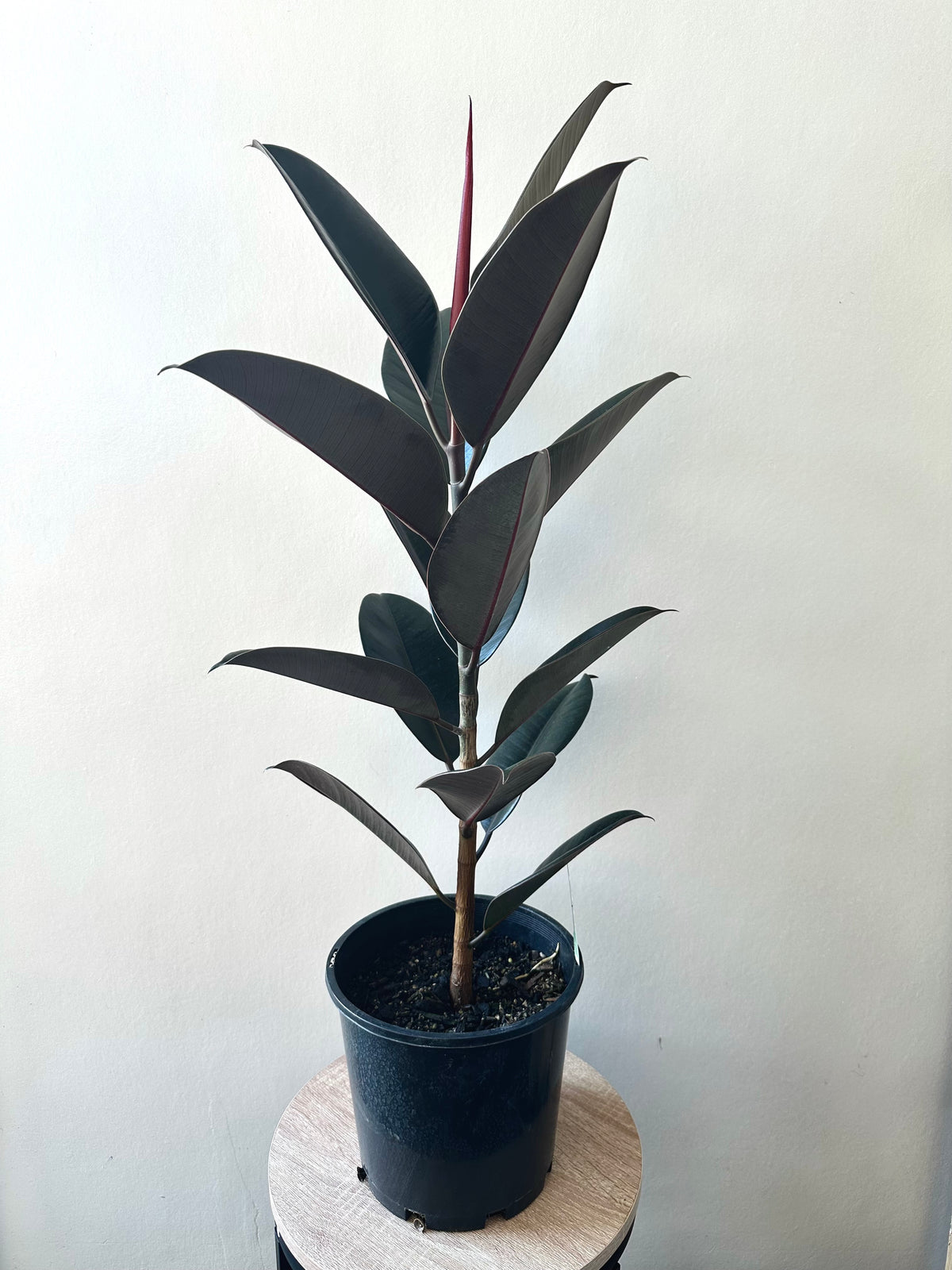 Ficus Black Night 20CM