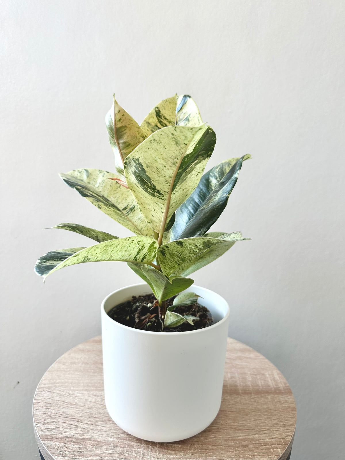 Variegated Ficus elastica 'Shivereana' 12CM