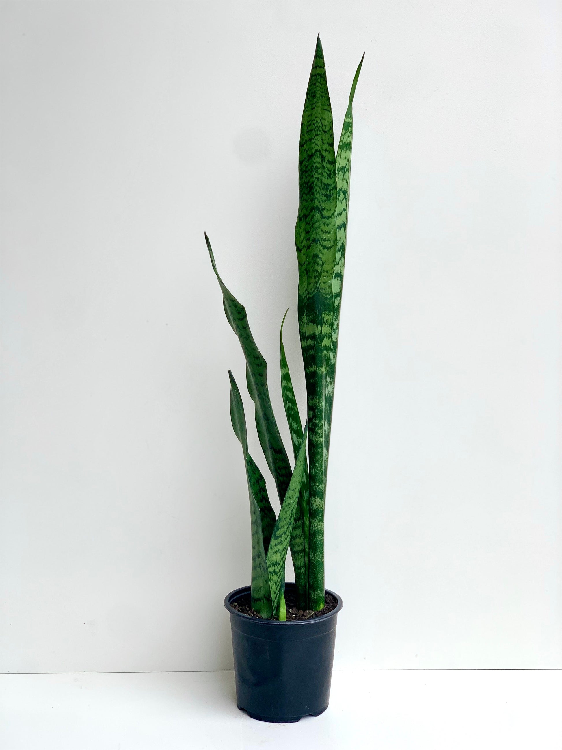 Sansevieria Black Coral (Snake Plant) 1.3L - 1.5L - Urban Lush NZ