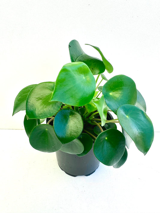 Peperomia Rain Drop 12CM - Urban Lush NZ
