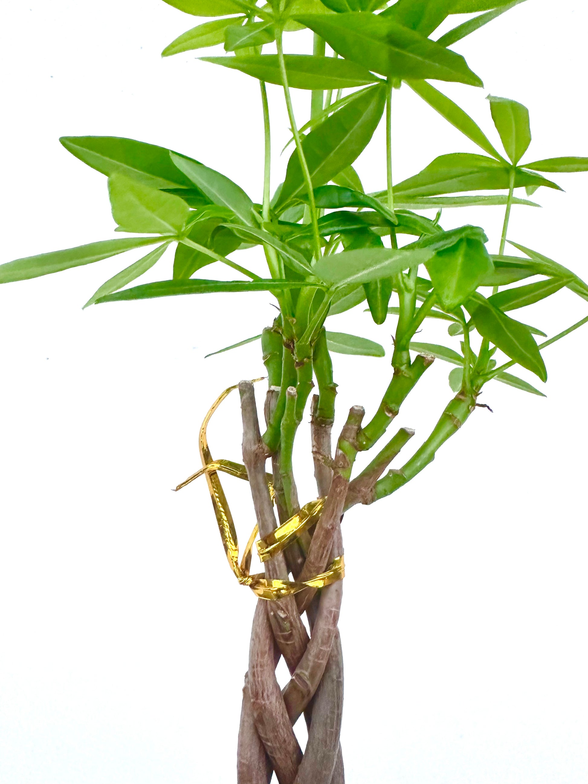 Mini Braided Pachira - Money Tree - Urban Lush NZ