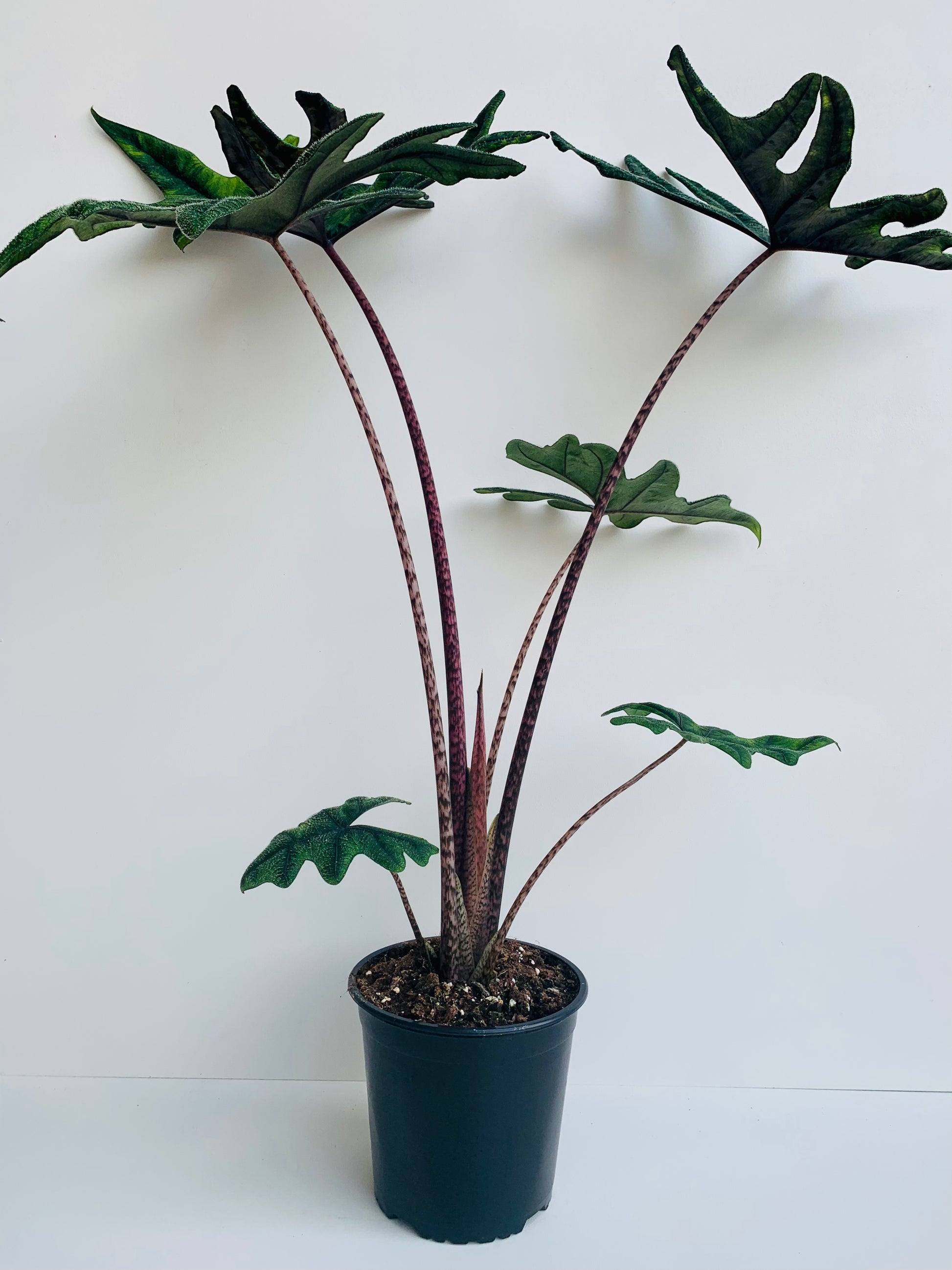 Alocasia Jacklyn 17cm - Urban Lush NZ