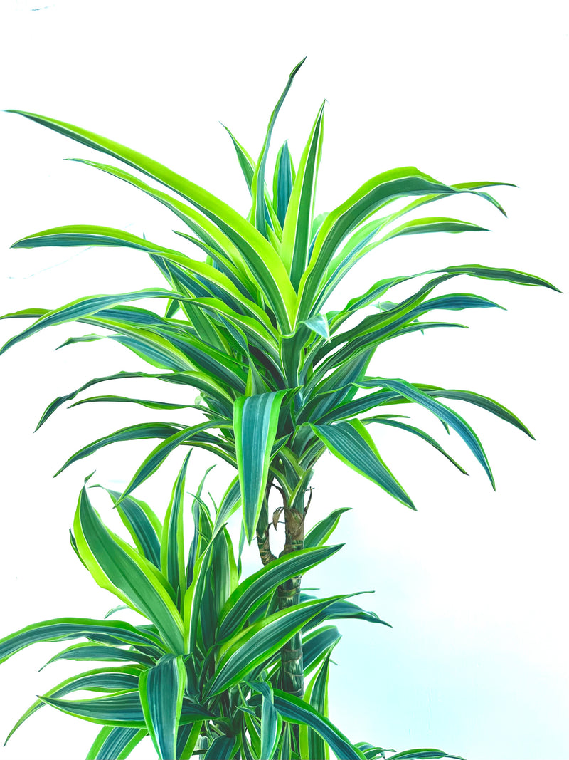 Dracaena Green Stripe Tripple Planted 4.5L - Urban Lush NZ