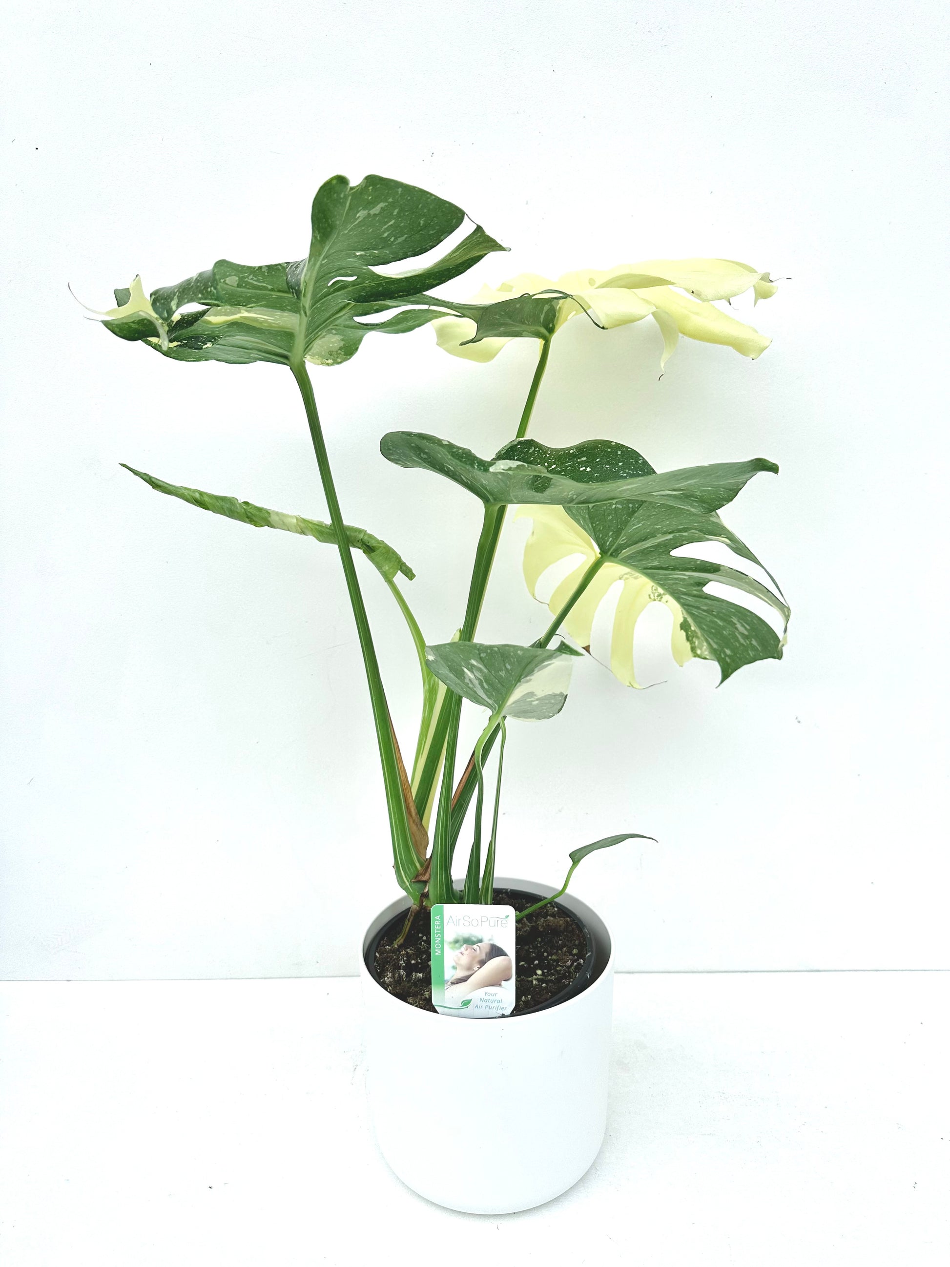 Monstera Thai Constellation 14CM - Urban Lush NZ