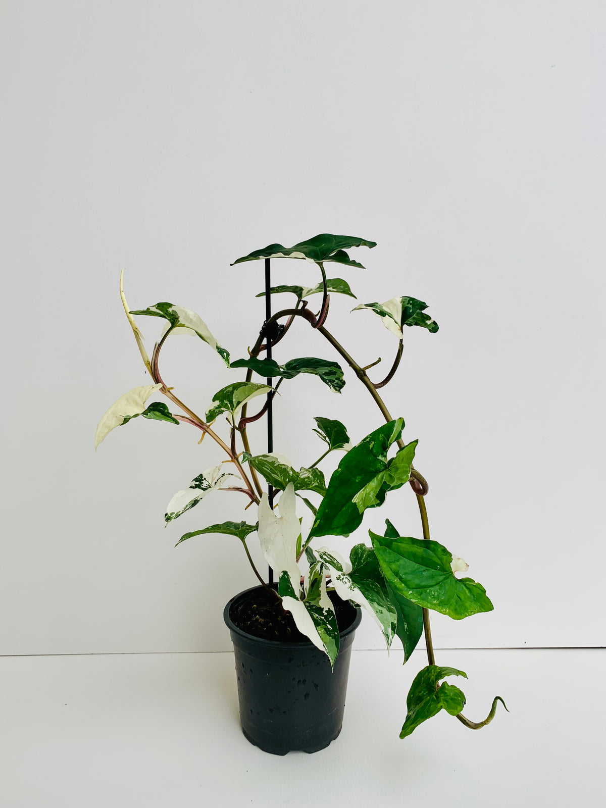 Syngonium Albo 12cm - Urban Lush NZ