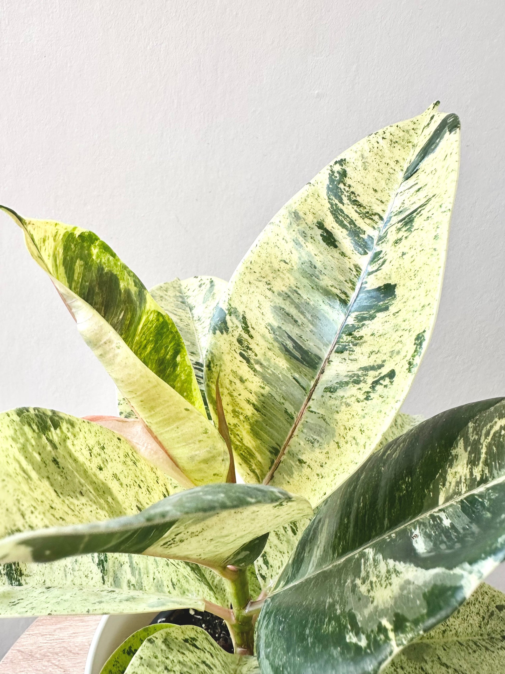 Ficus Shivereana Variegated 12CM - Urban Lush NZ