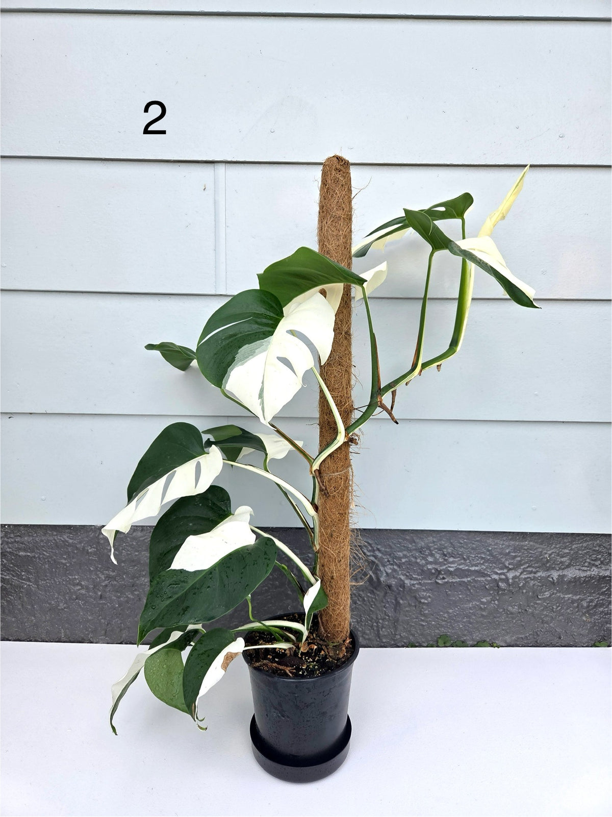 Monstera Deliciosa Albo 17CM - Urban Lush NZ