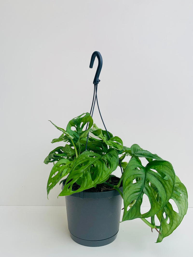 Monstera Monkey Mask 17cm Hanging Pot Plant - Urban Lush NZ