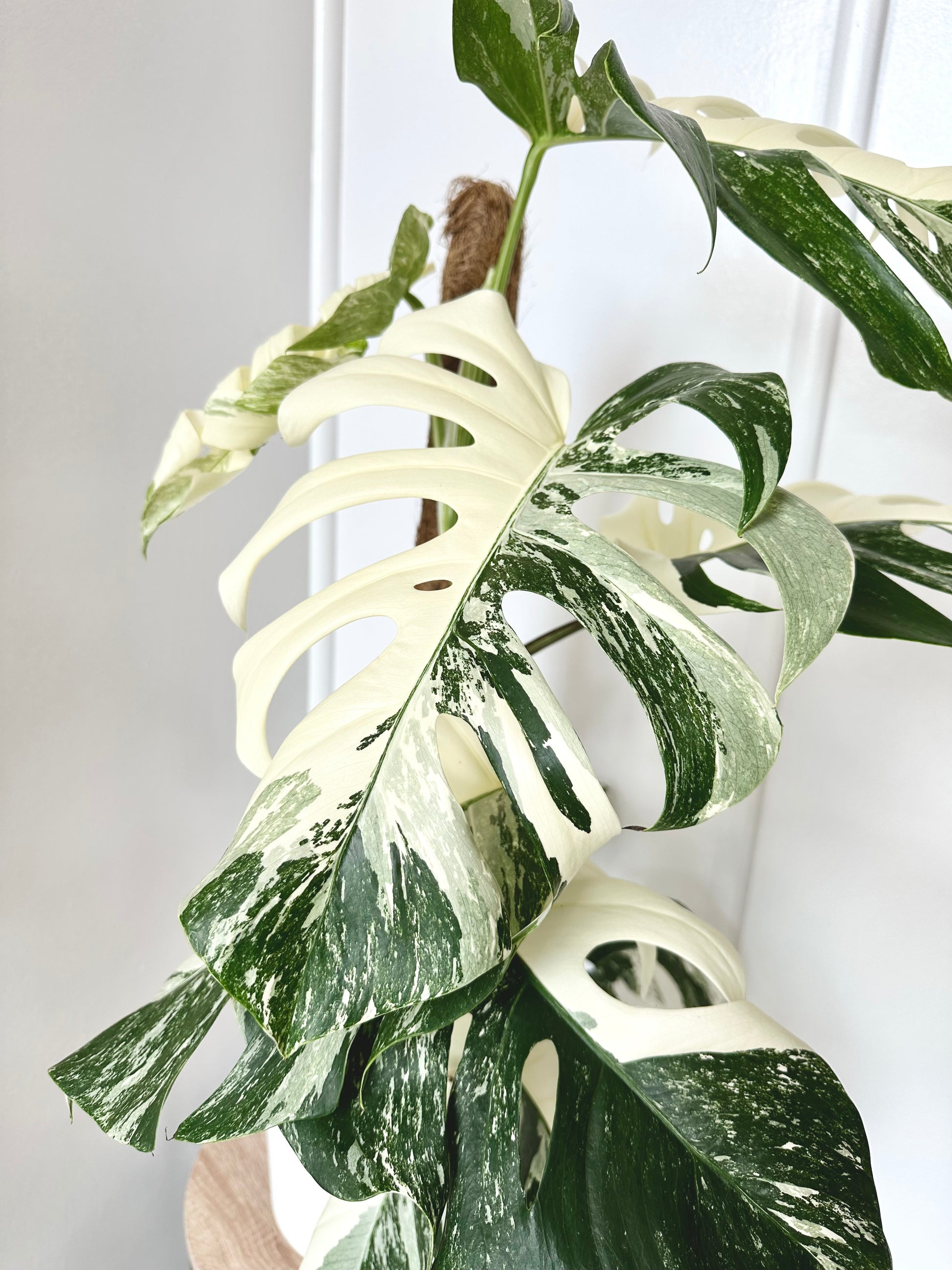 monstera deliciosa albo variegata nz Monstera | Monstera Deliciosa Albo 17CM