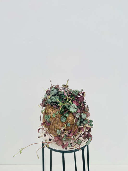 Chain of Hearts - Urban Lush NZ