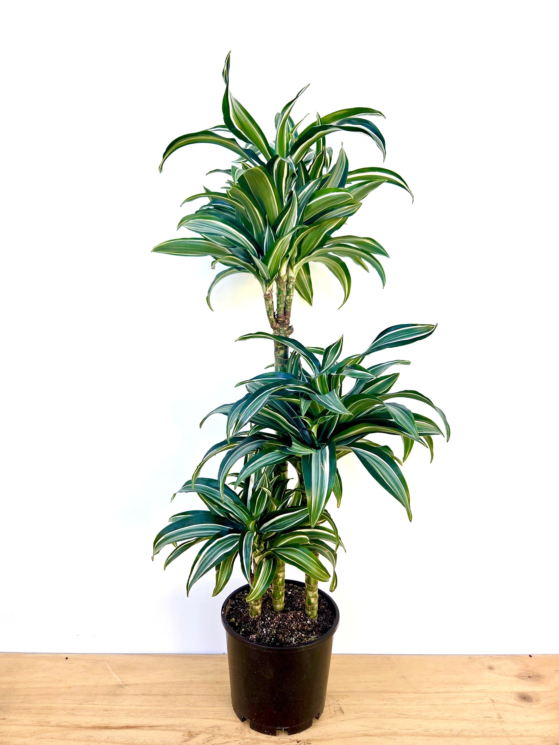 jade jewel dracaena Dracaena Jade Jewel Triple Planted 4.5L – Urban Lush NZ