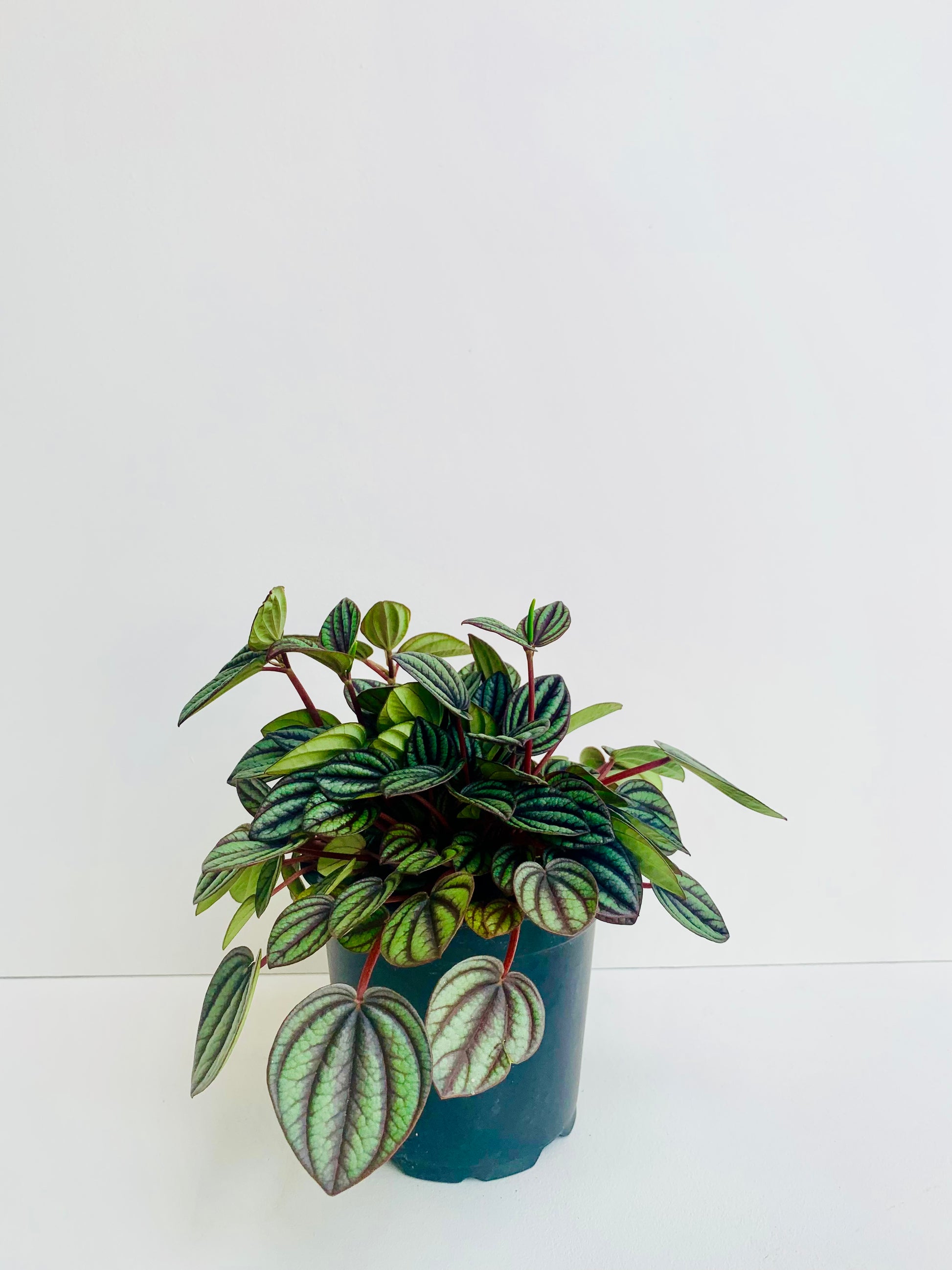 Peperomia Piccolo Banda 12cm - Urban Lush NZ