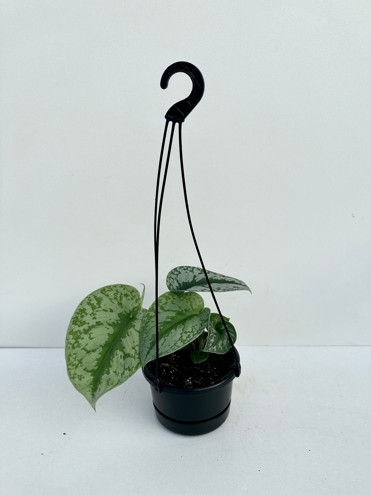 Scindapsus Exotica ‘Satin Pothos’ 12cm - Urban Lush NZ