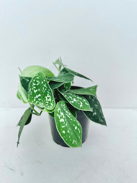 Satin Pothos (Scindapsus Pictus) 12CM - Urban Lush NZ