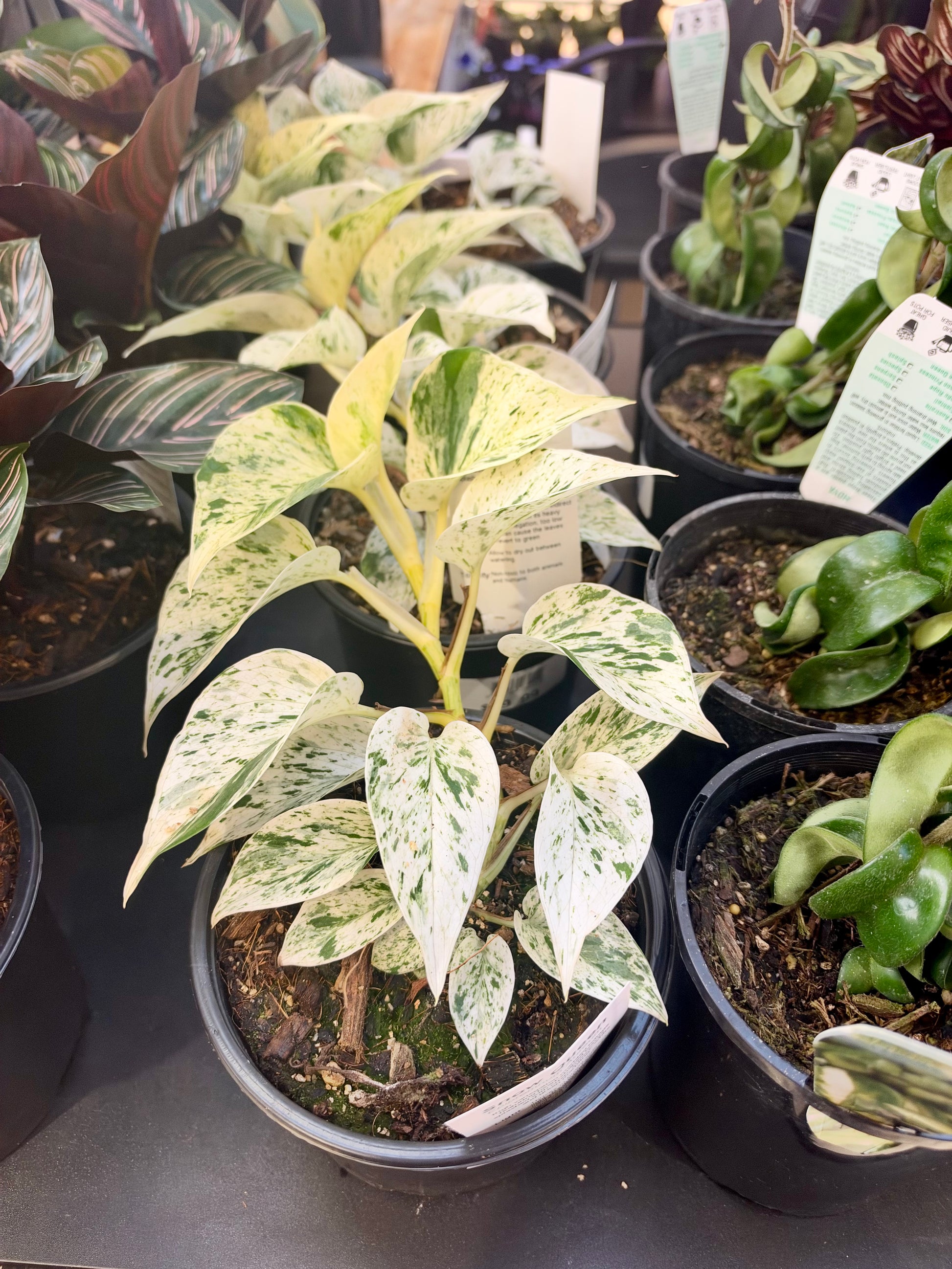 Epipremnum Snow Queen 14CM - Urban Lush NZ