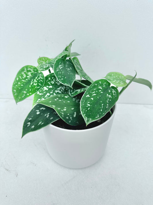 Satin Pothos (Scindapsus Pictus) 12CM - Urban Lush NZ