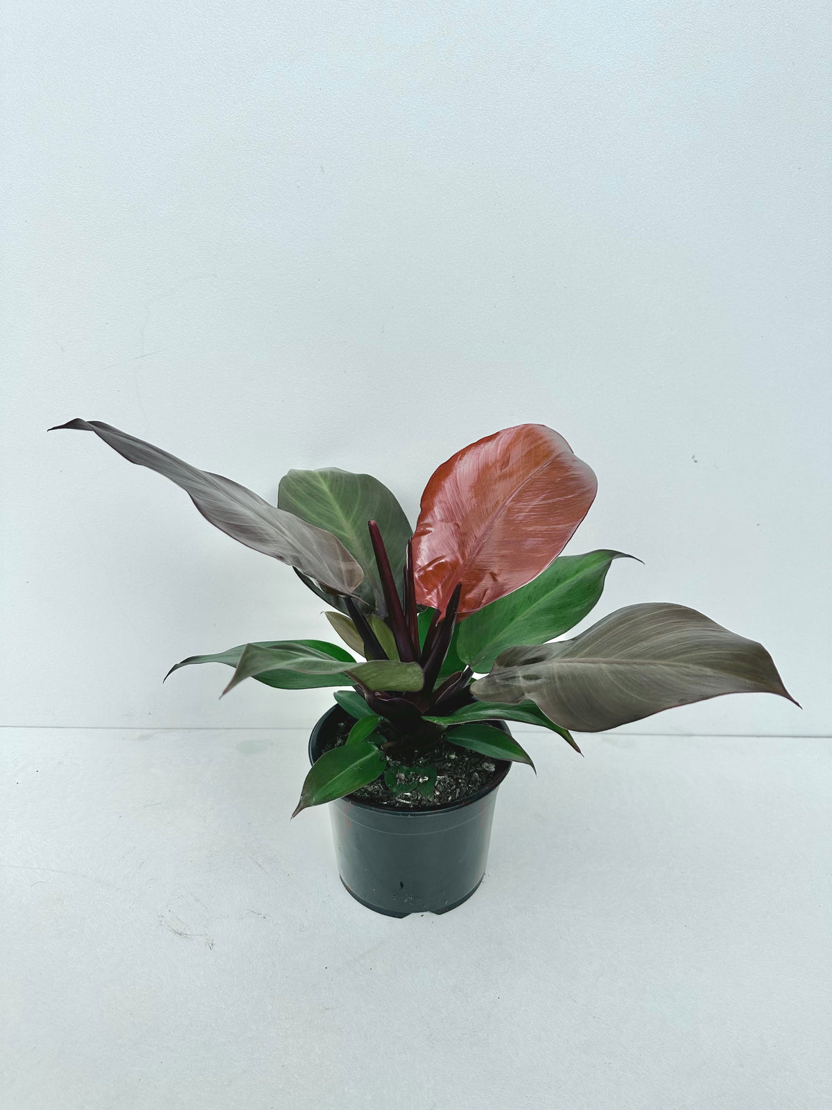 Philodendron McColley's Finale 14CM - Urban Lush NZ