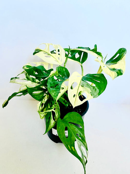 Variegated Monstera Monkey Mask 14cm - Urban Lush NZ