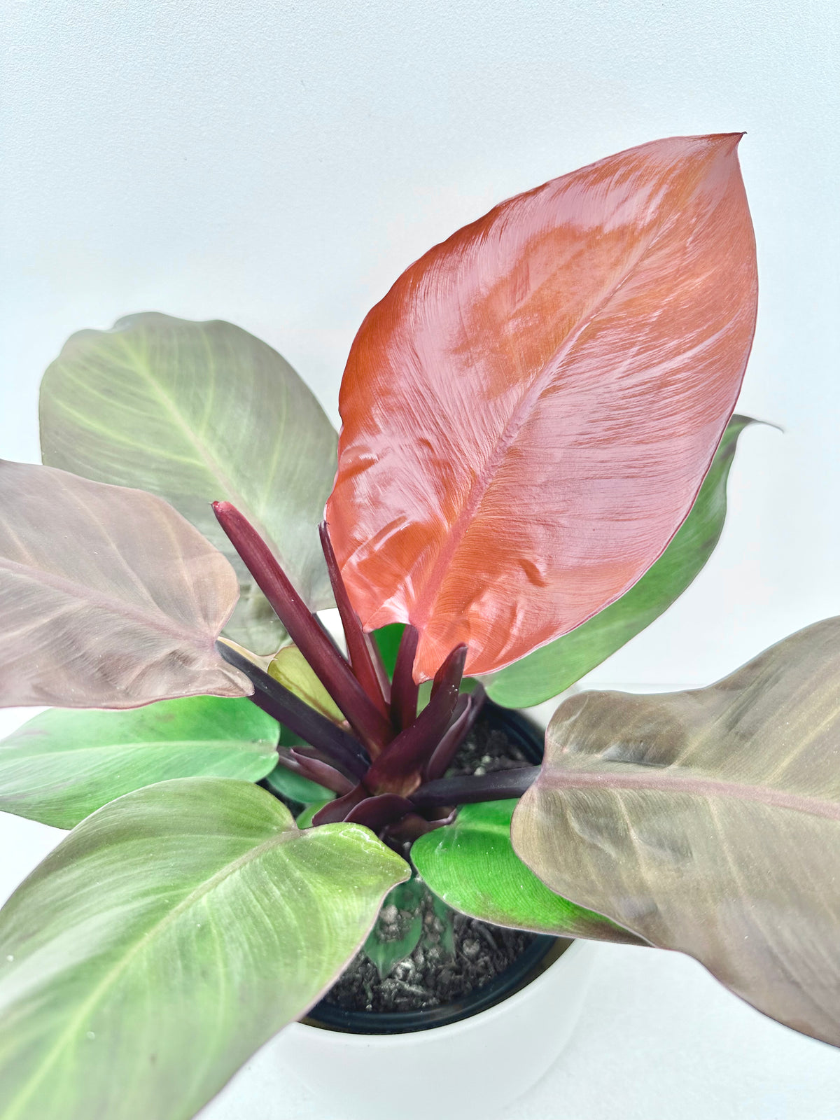 Philodendron McColley's Finale 14CM - Urban Lush NZ