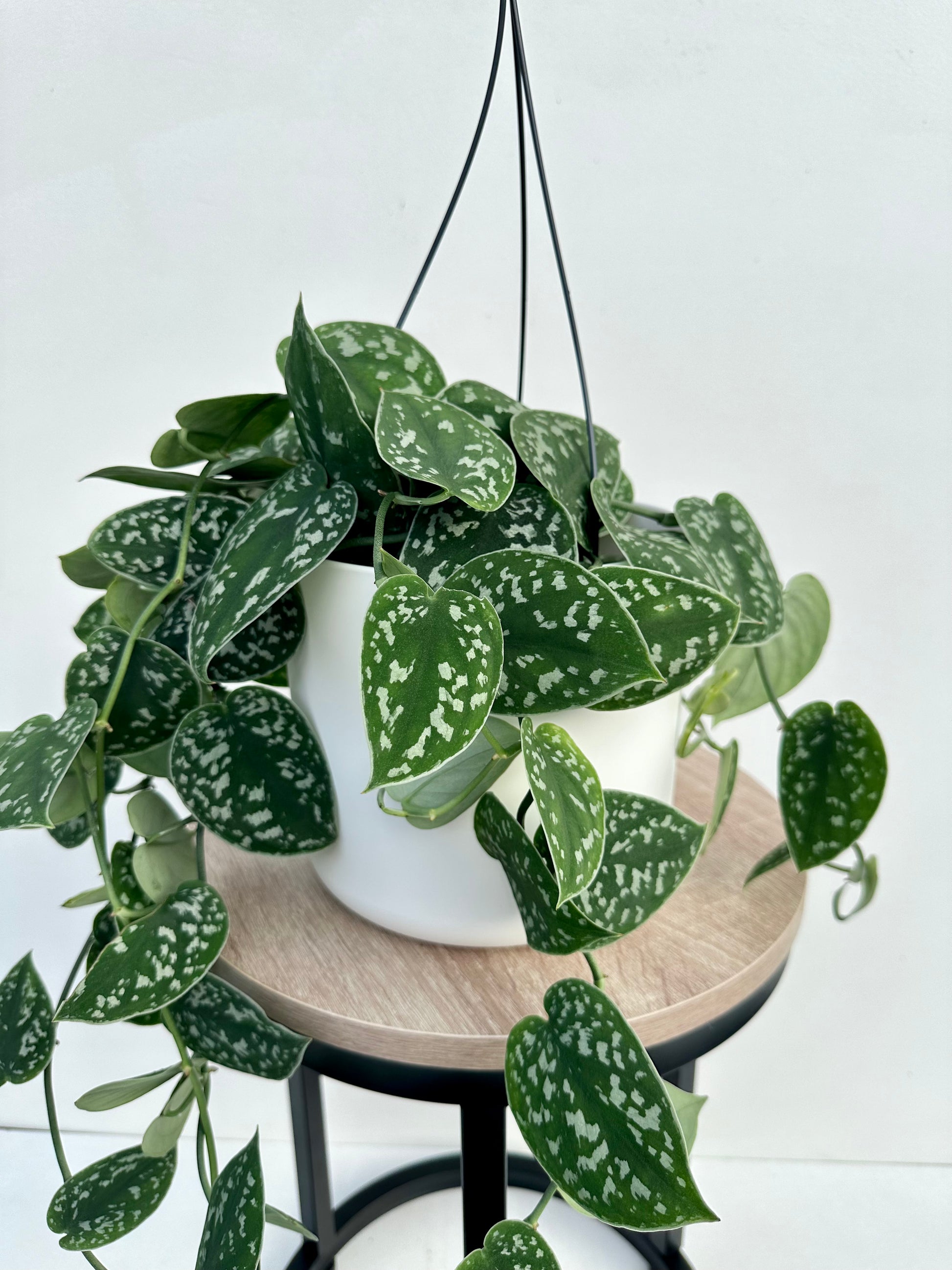 satin pothos nz Satin Pothos | Scindapsus Satin Potho 14CM