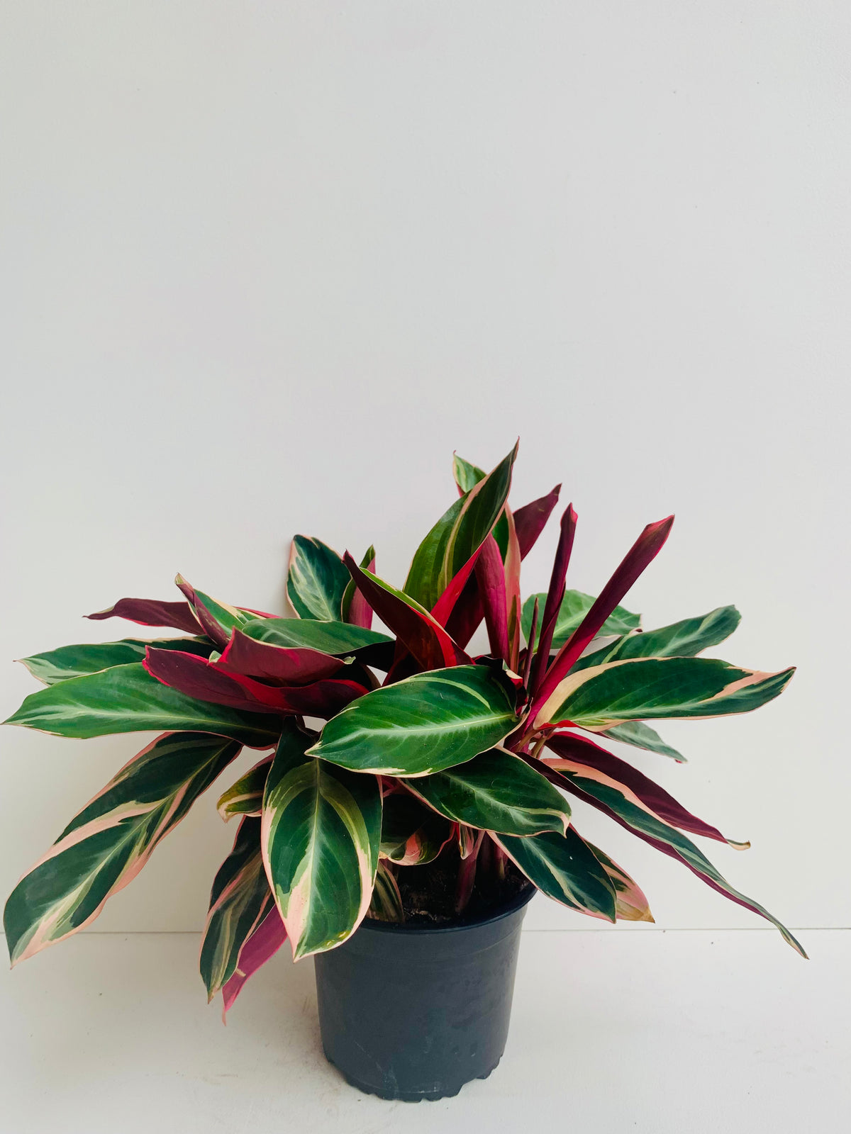 Stromanthe Triostar 14cm - Urban Lush NZ