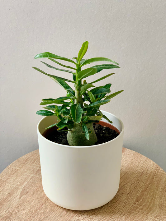Adenium Desert Rose - 10CM - Urban Lush NZ