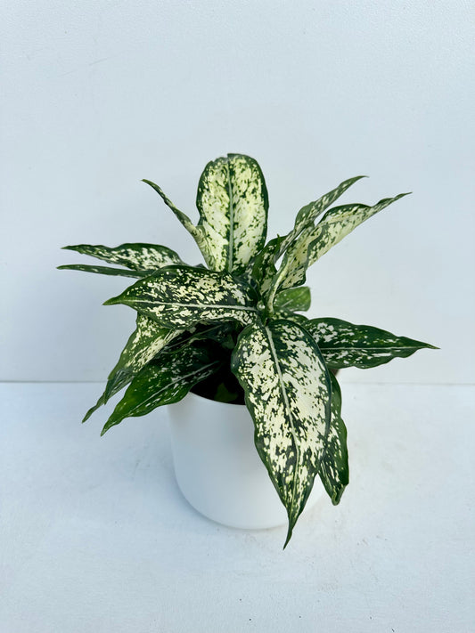 Aglaonema Snowflakes 12cm - Urban Lush NZ