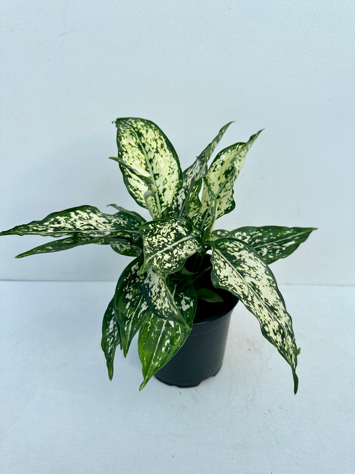 Aglaonema Snowflakes 12cm - Urban Lush NZ